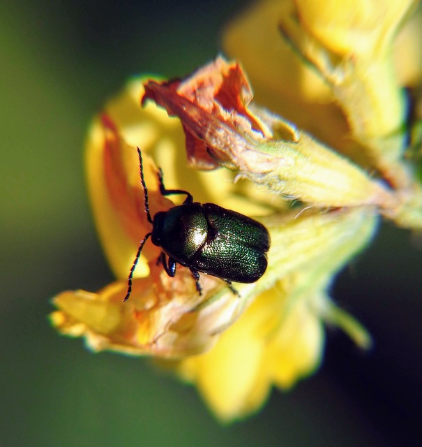 Cryptocephalus