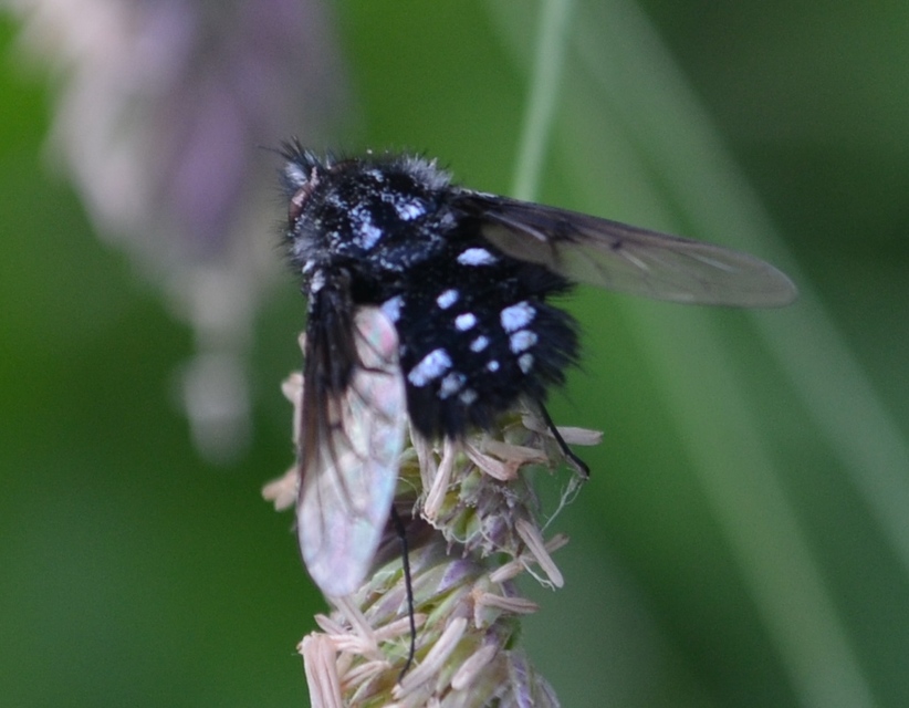 Bombylella atra - ezüstpettyes pöszörlégy