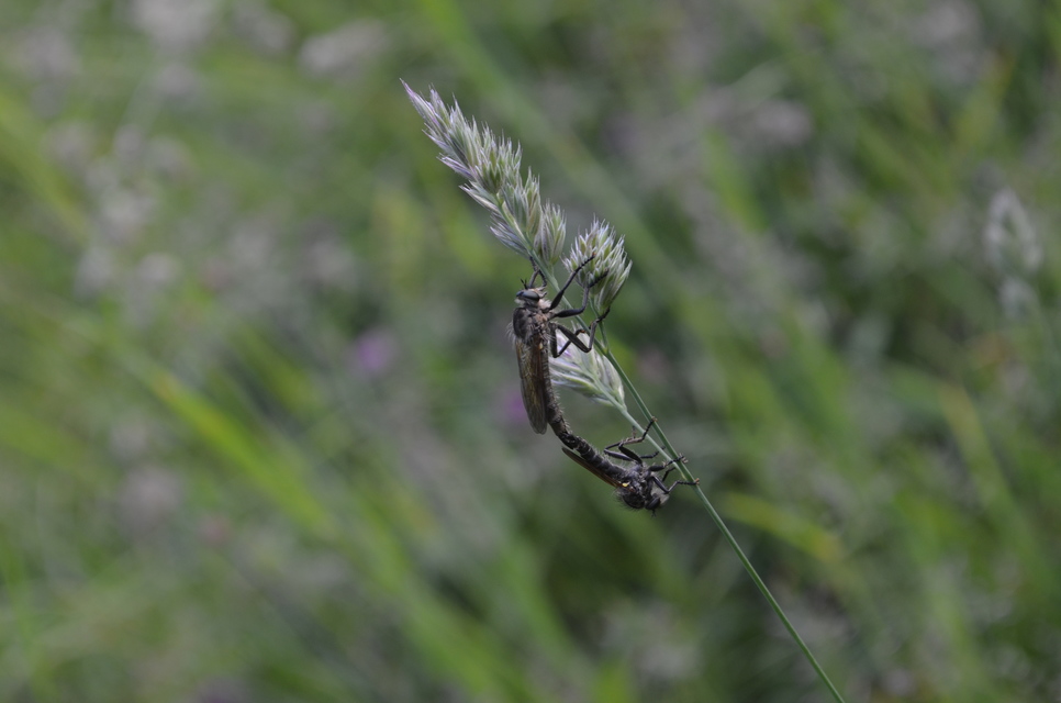 Asilidae - rablólégyfélék