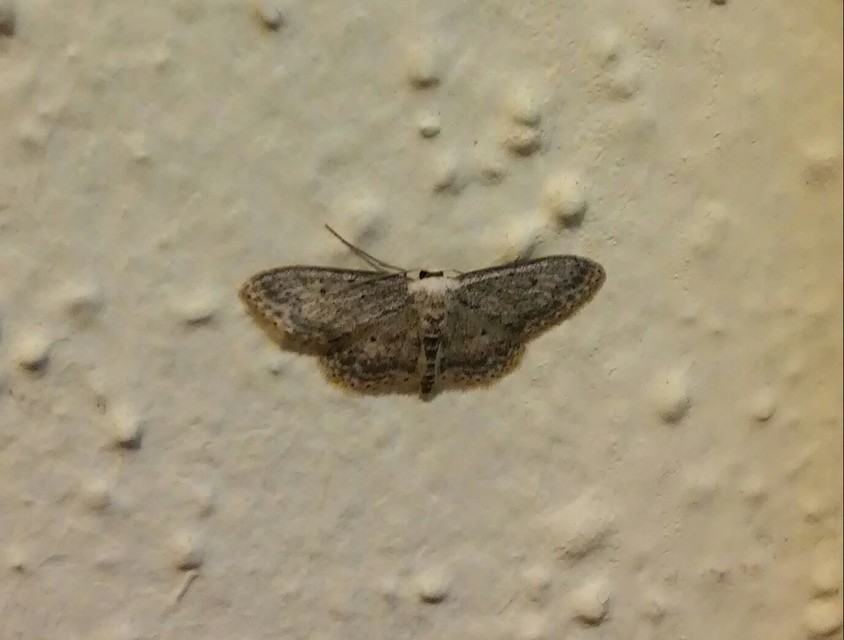 Idaea seriata - szürke apróaraszoló