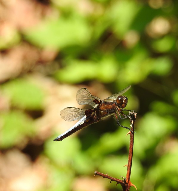 Libellula depressa - széles laposacsa