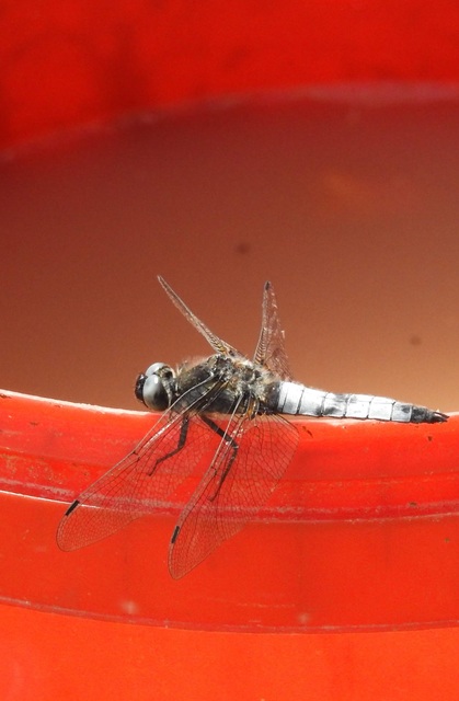 Libellula fulva - kisfoltos laposacsa