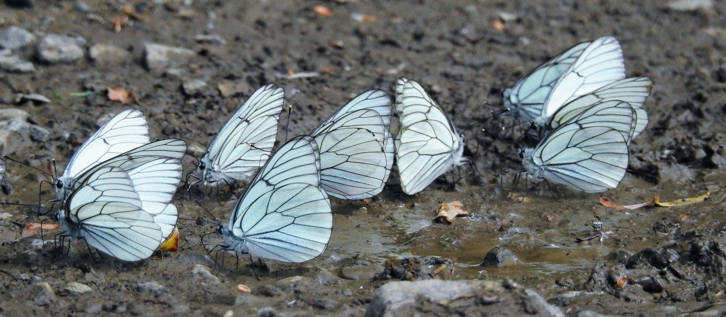 Aporia crataegi - galagonyalepke
