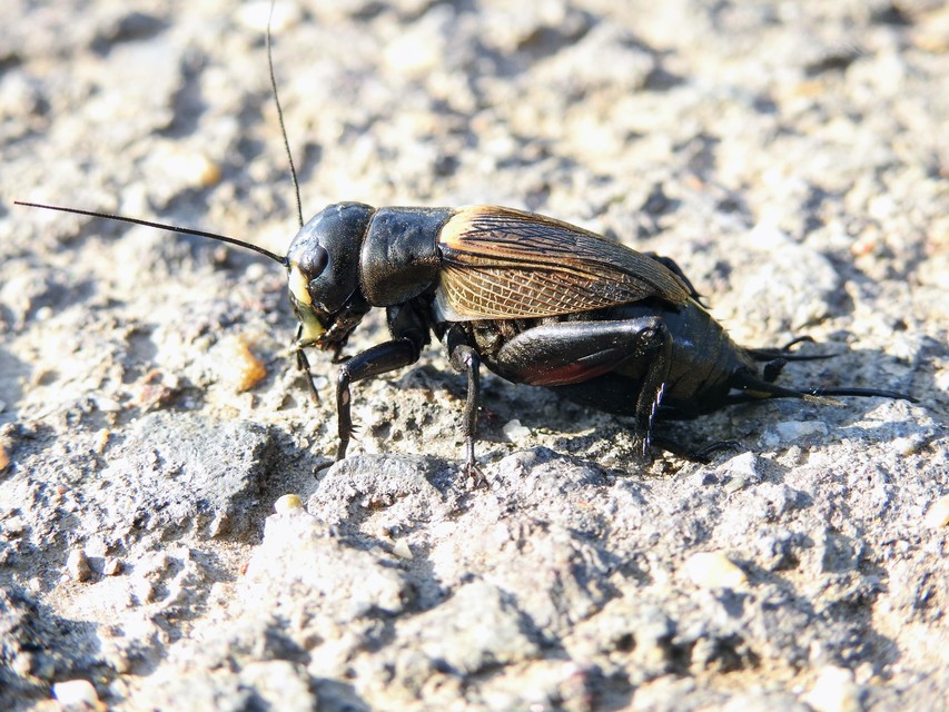Gryllus campestris - mezei tücsök