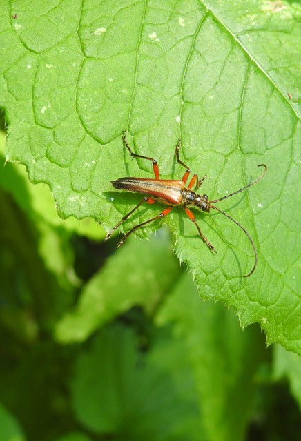 Stenocorus meridianus - fűz-gyökércincér
