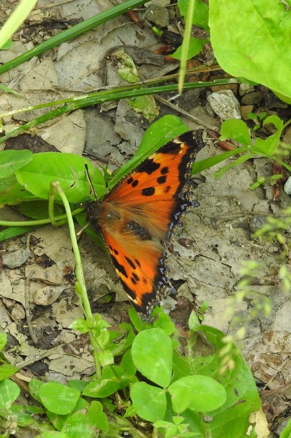 Nymphalis xanthomelas - vörös rókalepke