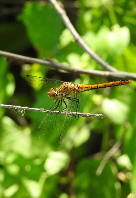 Sympetrum sanguineum - vörös katona-szitakötő