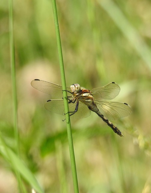 Orthetrum albistylum - fehérfarkú pásztorszitakötő