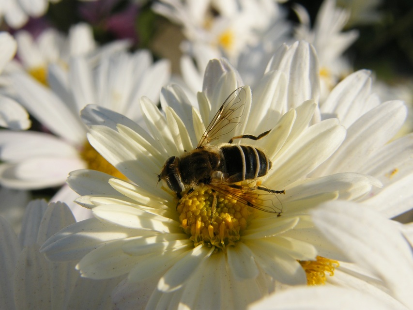 Eristalis arbustorum - fehérarcú herelégy