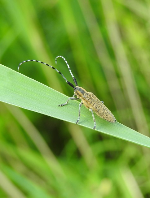 Agapanthia villosoviridescens - fehérgyűrűs bogáncscincér