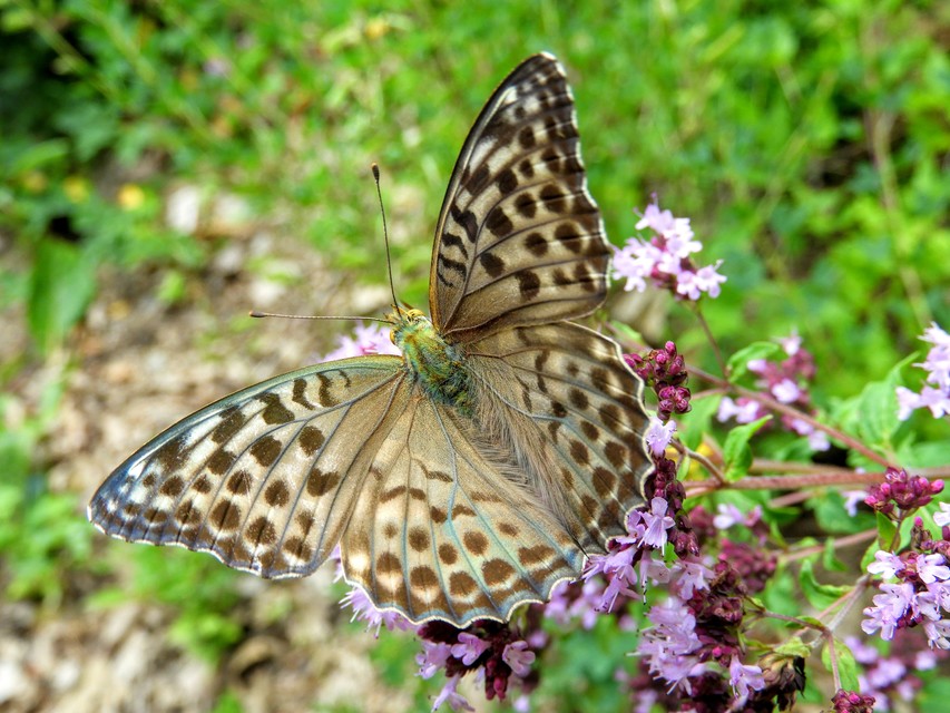 Argynnis paphia - nagy gyöngyházlepke