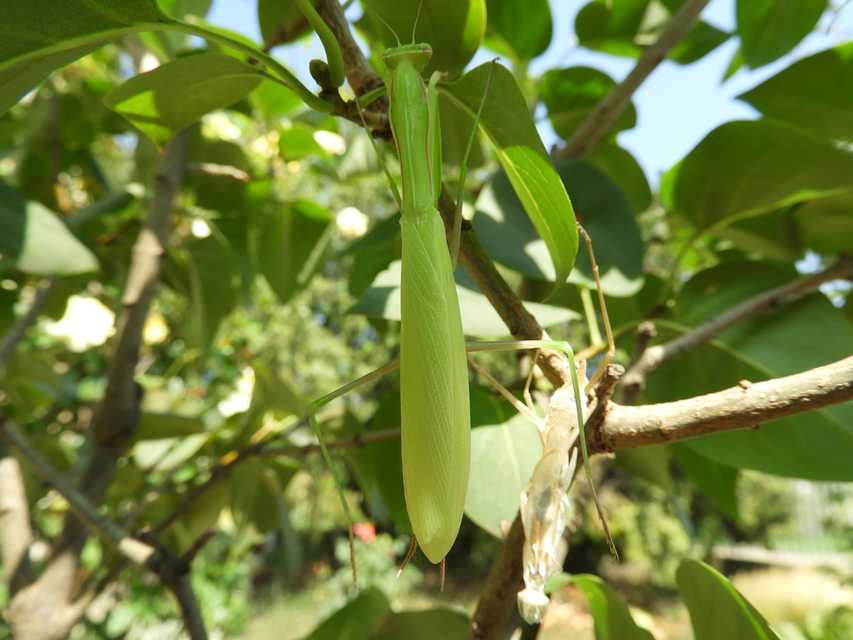 Mantis religiosa - imádkozósáska