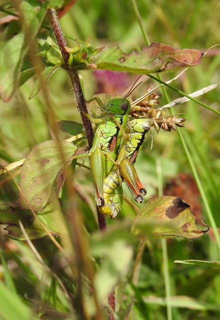 Pseudopodisma nagyi - Nagy-hegyisáska
