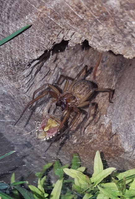 Eratigena agrestis - réti zugpók