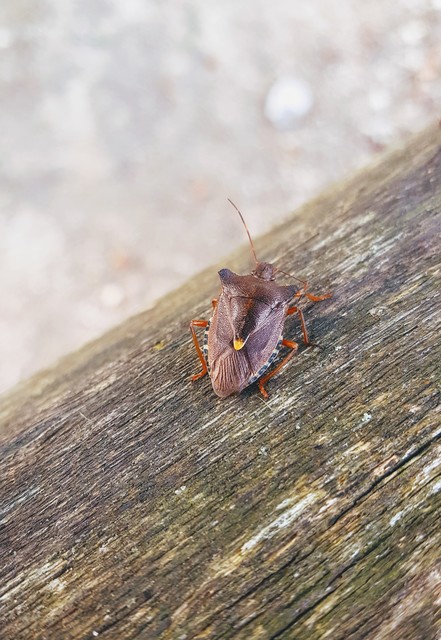 Pentatoma rufipes - vöröslábú címerespoloska Pentatoma rufipes - vöröslábú címerespoloska