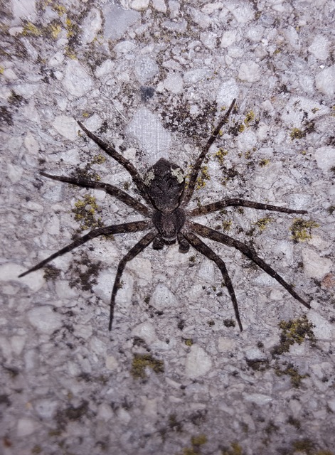 Philodromus margaritatus - bükkfa-fürgekarolópók