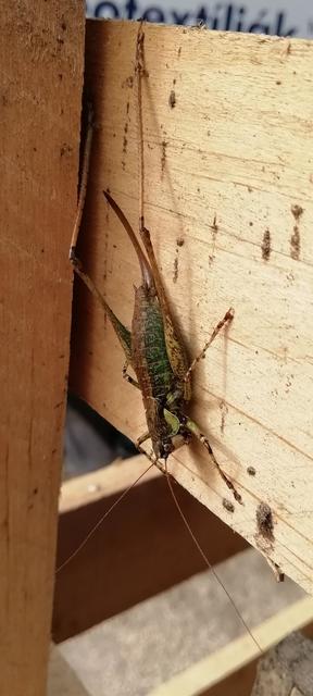 Rhacocleis