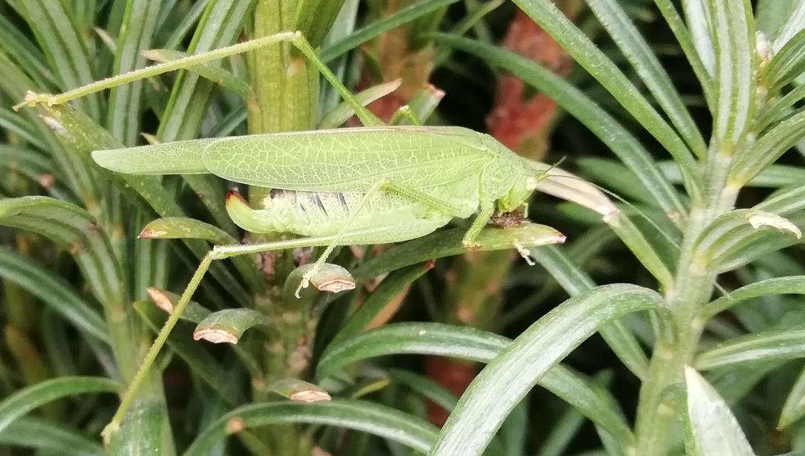 Phaneroptera nana - pontozott repülőszöcske