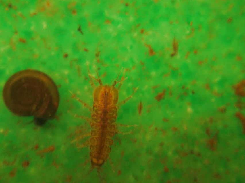 Asellus aquaticus - közönséges víziászka