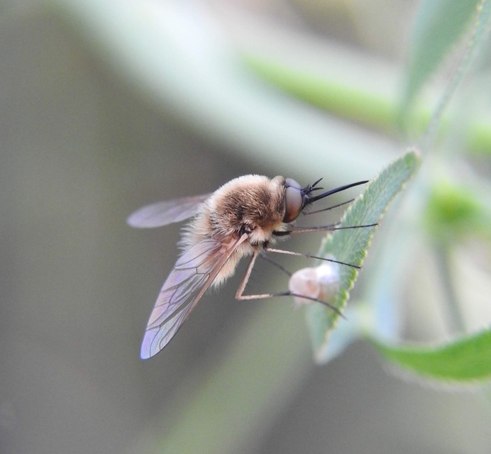 Bombylisoma