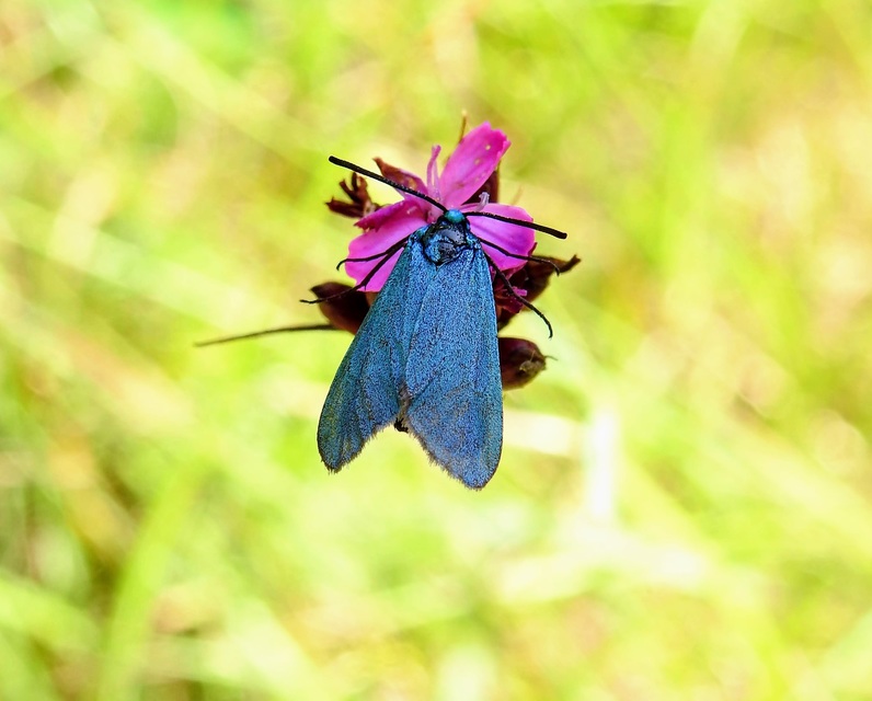 Zygaenidae - csüngőlepkefélék