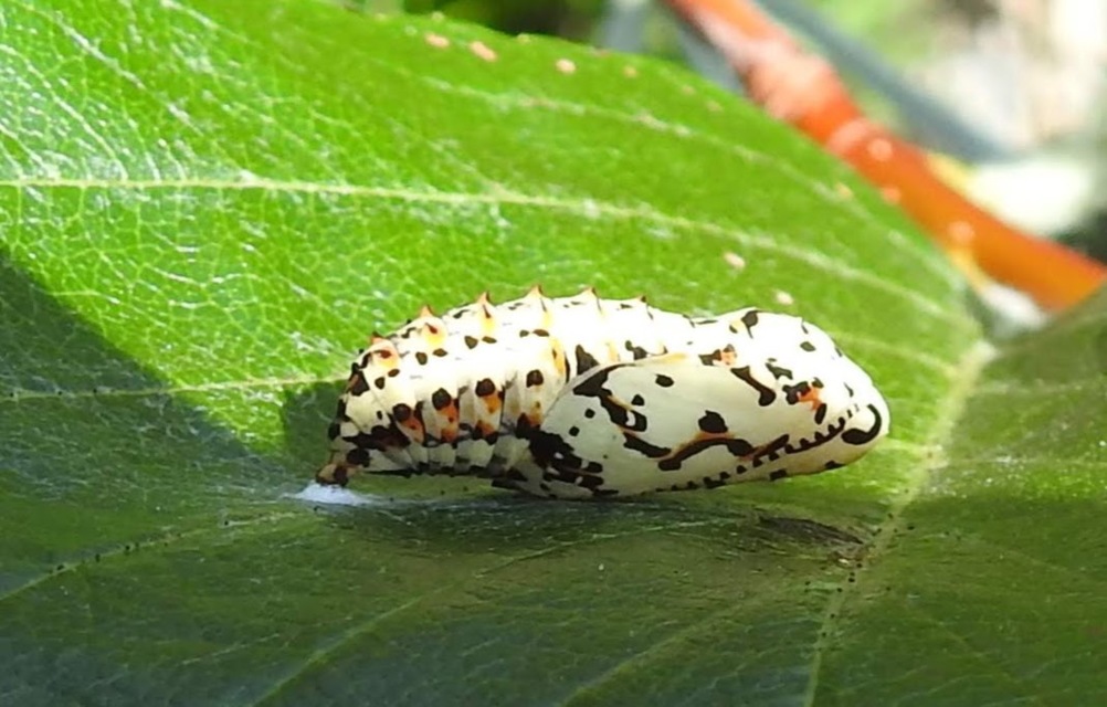 Melitaea didyma - tüzes tarkalepke