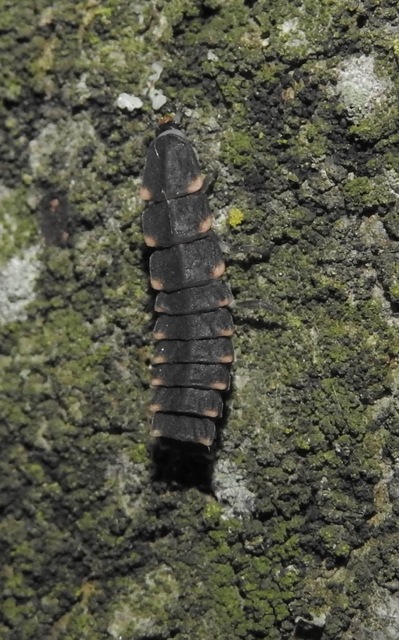 Lampyris noctiluca - nagy szentjánosbogár