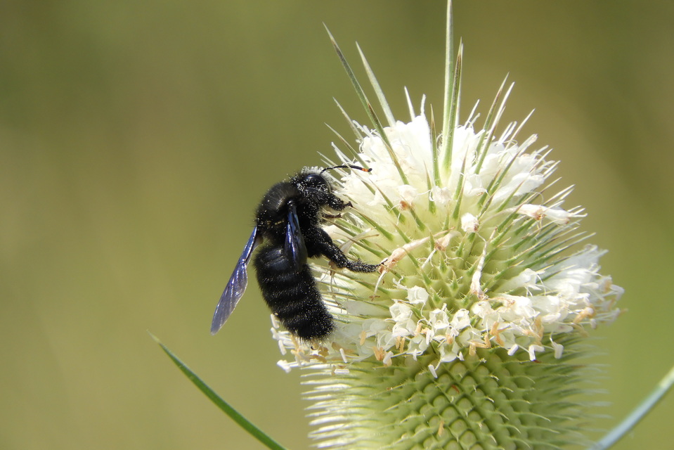 Xylocopa violacea - kék fadongó