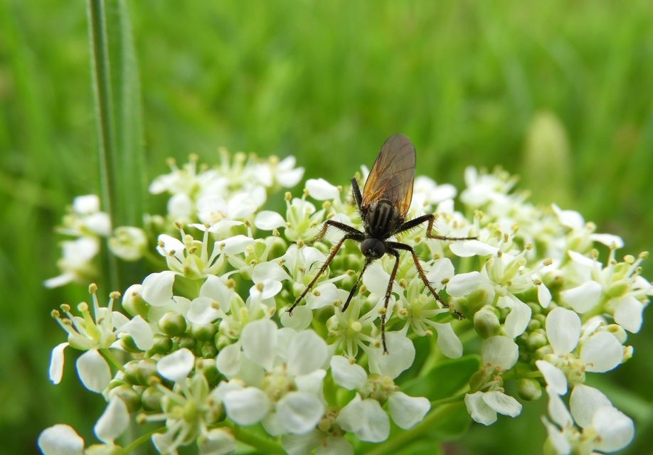 Empis