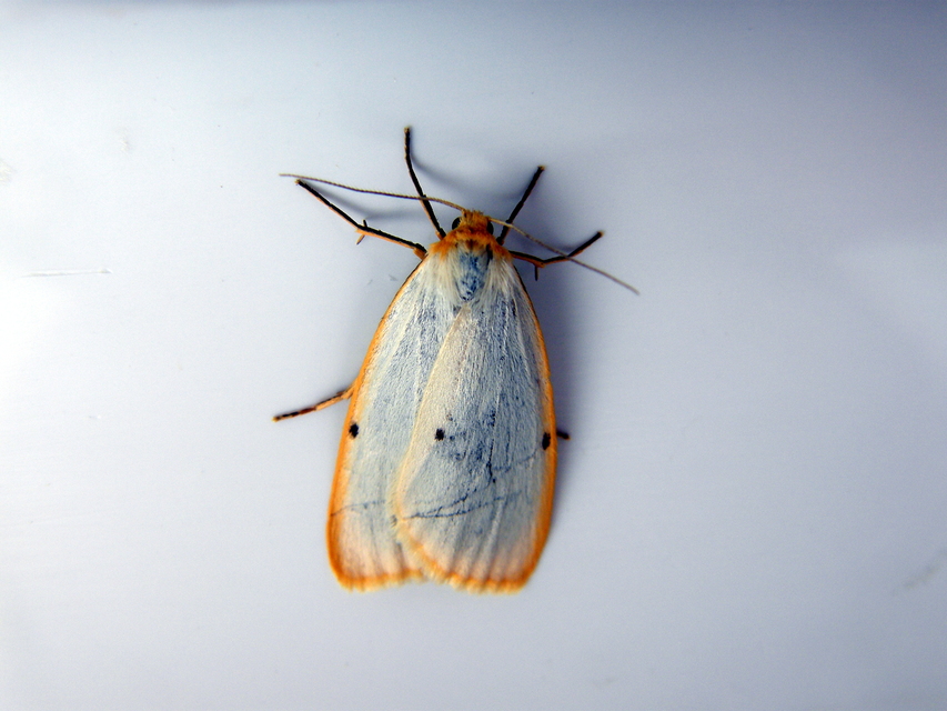 Cybosia mesomella - csontszínű molyszövő