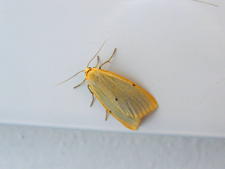 Cybosia mesomella - csontszínű molyszövő