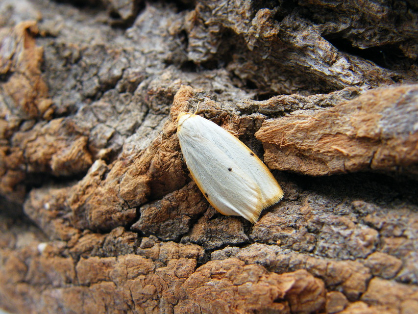 Cybosia mesomella - csontszínű molyszövő