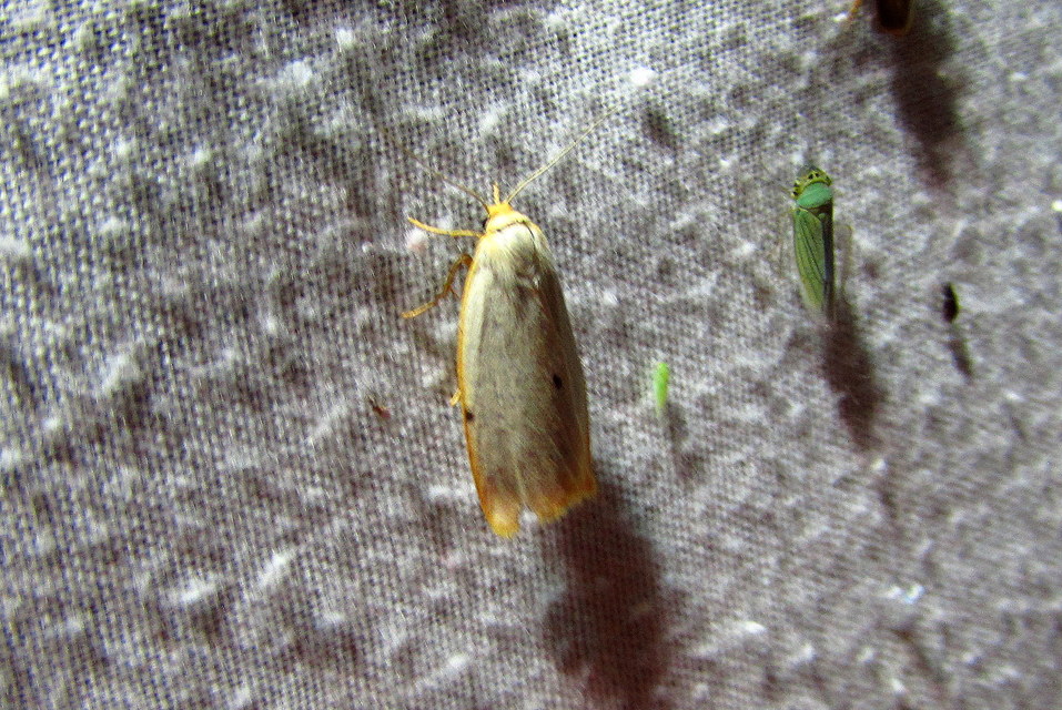 Cybosia mesomella - csontszínű molyszövő