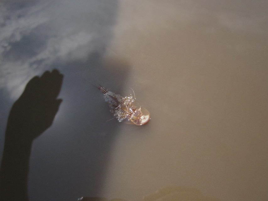 Triops cancriformis - nyári pajzsosrák