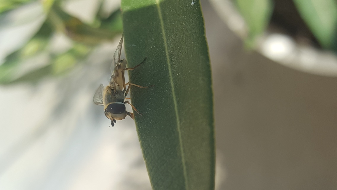 Eupeodes