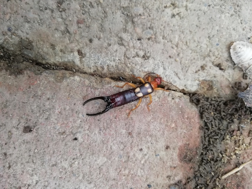 Forficula smyrnensis - szmirnai fülbemászó