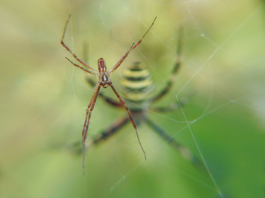 Argiope bruennichi - darázspók