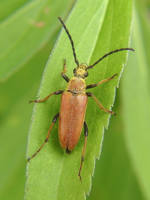 Stictoleptura rubra - vörös virágcincér