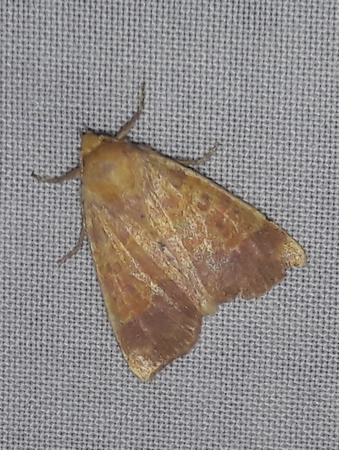Tiliacea aurago - aranyló sárgabagoly