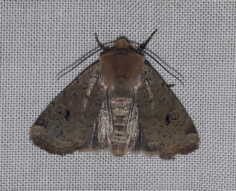 Conistra erythrocephala - vörösfejű őszibagoly