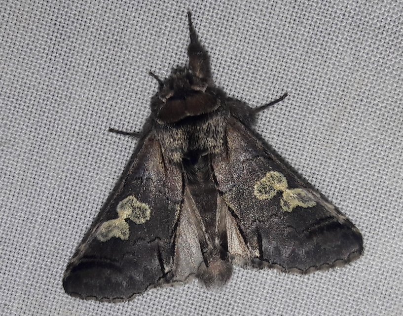 Diloba caeruleocephala - őszi kékesbagoly
