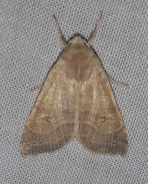 Cirrhia ocellaris - fakó sárgabagoly