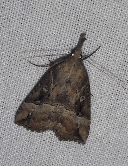 Hypena rostralis - közönséges karcsúbagoly