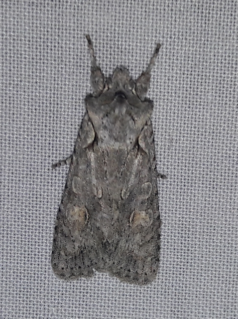 Lithophane ornitopus - közönséges fabagoly