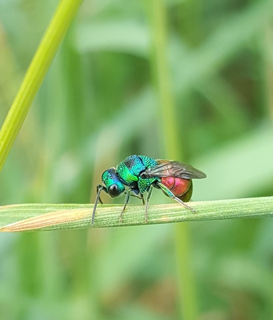 Chrysididae - fémdarazsak