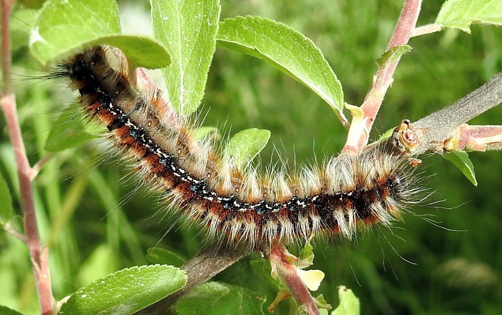 Eriogaster catax - sárga gyapjasszövő