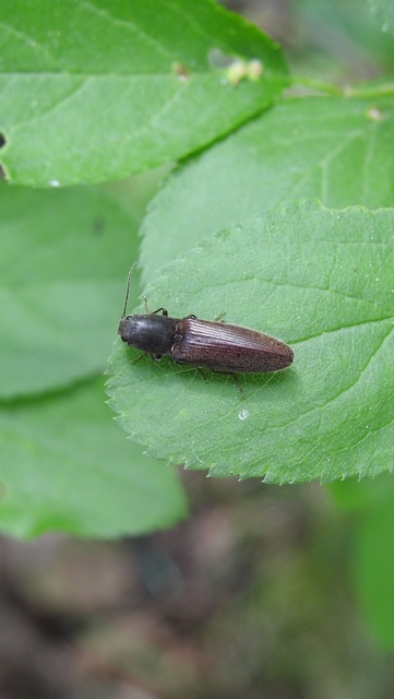 Athous haemorrhoidalis - szurkos pattanó