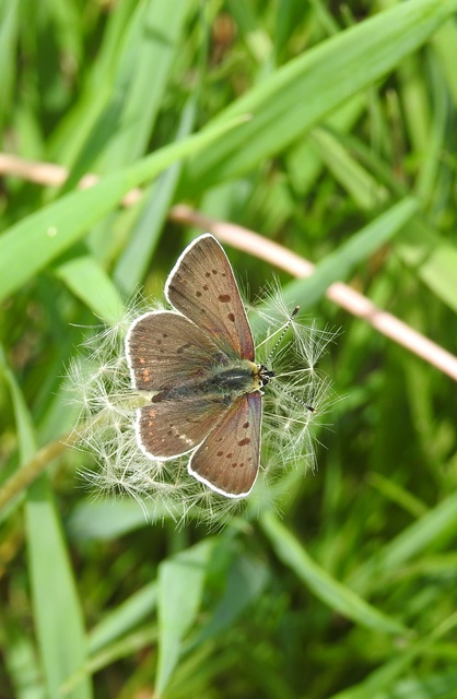 Lycaena tityrus - barna tűzlepke