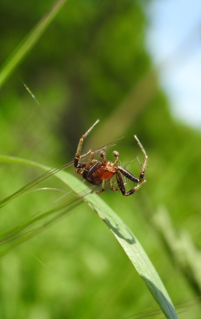 Xysticus