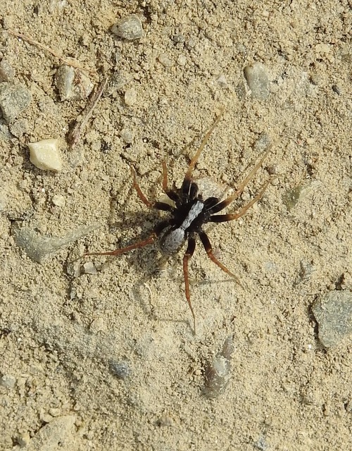 Pardosa alacris/lugubris